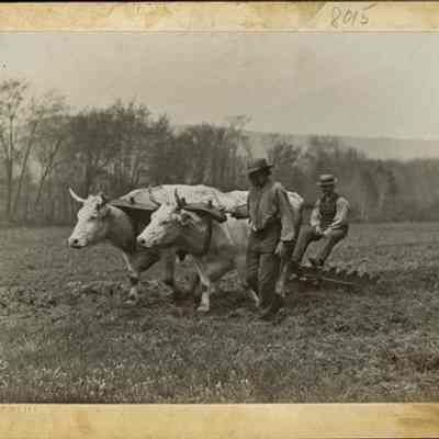 Men Plowing with Oxen