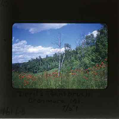 Devil's Paintbrush, Cranmore Mt.