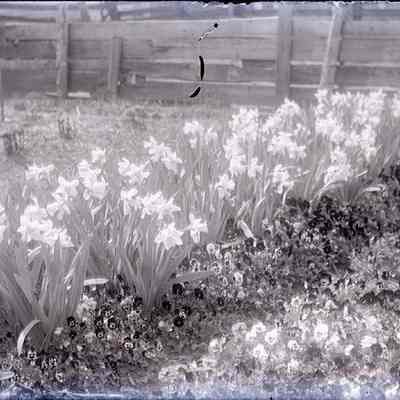 Flower Garden