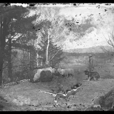 Farmer and Sheep