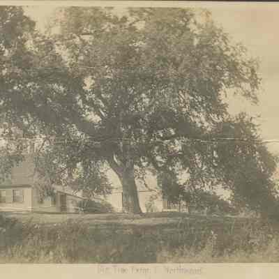 Big Tree Farm, E. Northwood