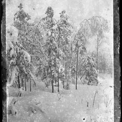 Snow-Covered Trees