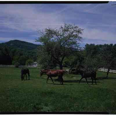 Horses, Jackson, NH