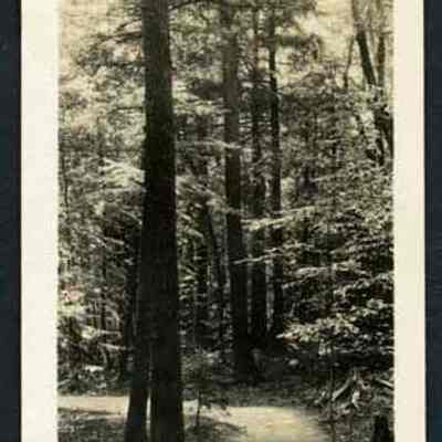 Primeval Forest, Rim Trail, Flume Gorge, N.H.
