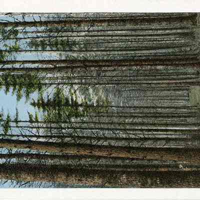 Cathedral Woods, White Mountains, N.H.