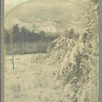 Snow Covered Trees