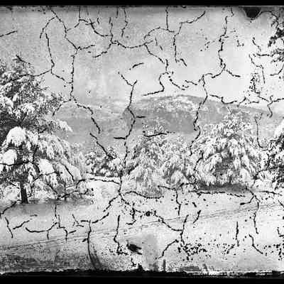 Winter Trees