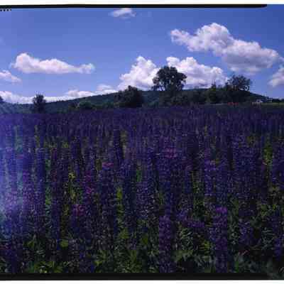 Lupine Sugar Hill, NH