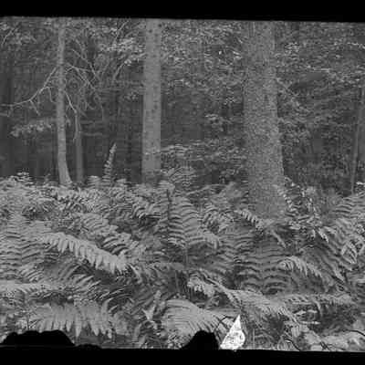 Trees and Ferns