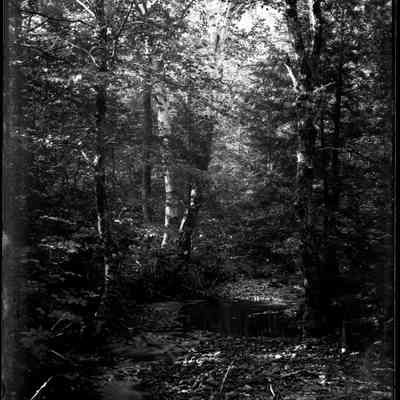 Forest Stream