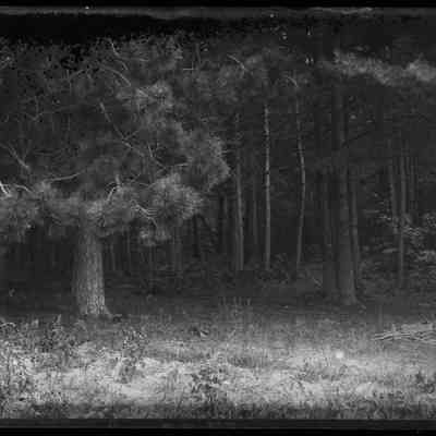 Evergreen Tree