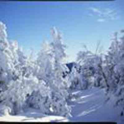 Snow Covered Trees on Cannon Mountain, NH