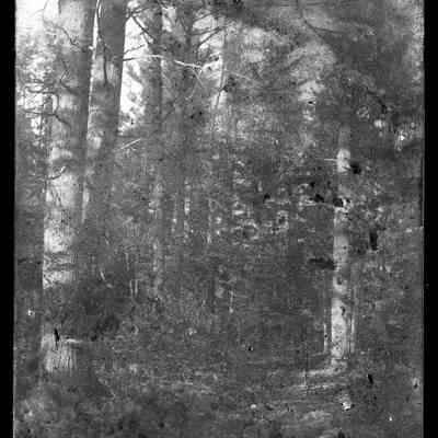 Forrest Trail - 977
