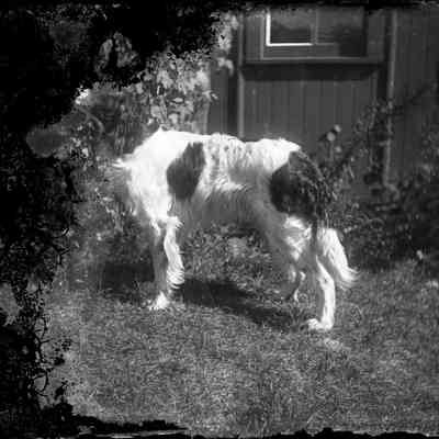 Dog