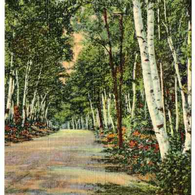 75 - Birch Road, White Mountains, New Hampshire