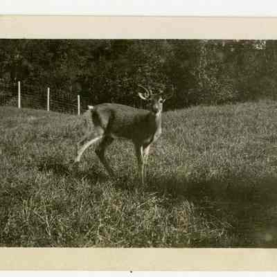 The Balsams Deer Park