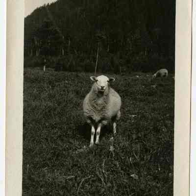 The Balsams Stock Farm