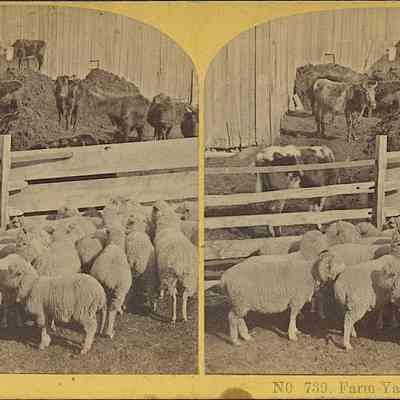Farm Yard