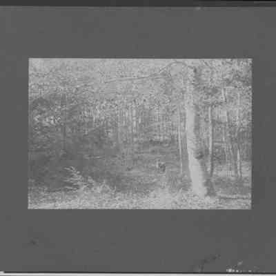 Couple Walking in the Woods