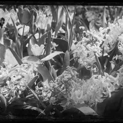 Tulips and Hyacinths