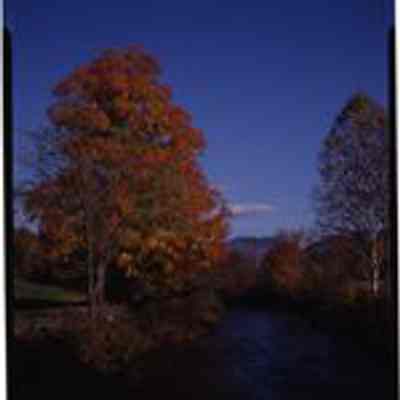 Wildcat Brook in Jackson, NH
