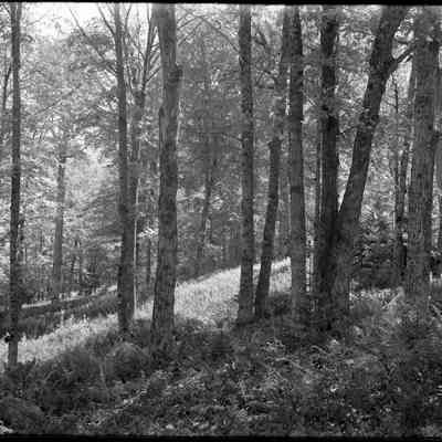 Trees on a Hill