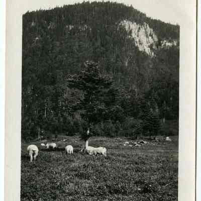 The Balsams Stock Farm