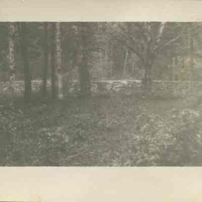 Stone Wall through the Trees