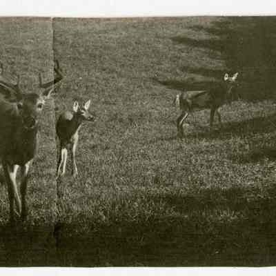 The Balsams Deer Park