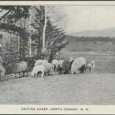Salting sheep, North Conway, N.H.