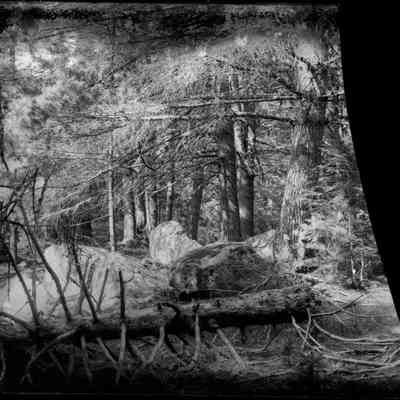 Fallen Tree and Boulders