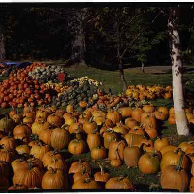 Barton Farm, W. Fryeburg, Maine