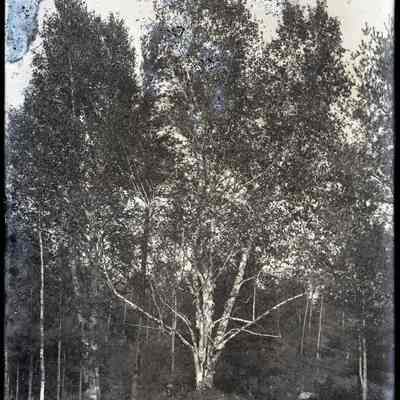Birch Tree