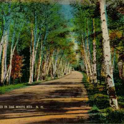 White Birches in the White Mts., N. H.
