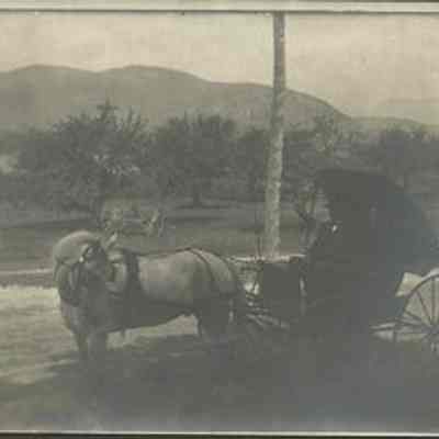 Horse Drawn Carriage