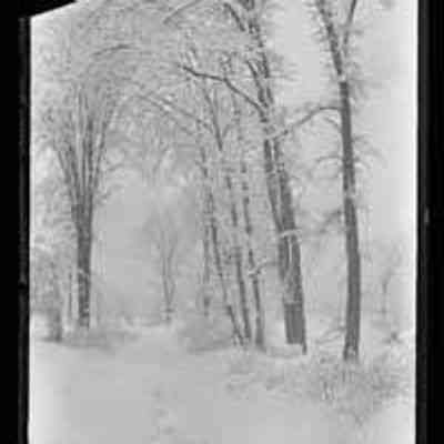 Trees over Brook
