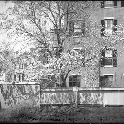 Magnolia Tree