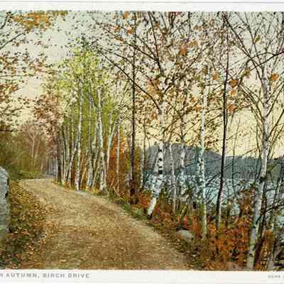 A Northern Autumn, Birch Drive