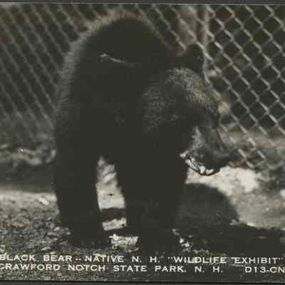 Josephine' Black bear native N.H. 'Wildlife exhibit' Crawford Notch State Park, N.H.