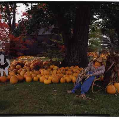 Pumpkins E. Conway, 1 NH