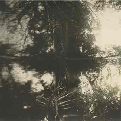 Fallen Tree in Water