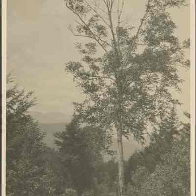Dirt Road in a Wooded Area
