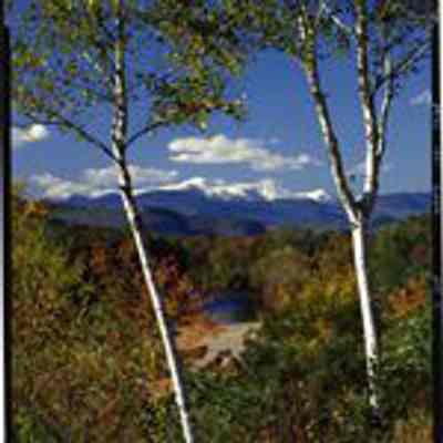 Mt. Washington Looking through Two Trees from Conway, NH