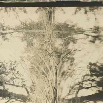 Fallen Tree Reflected in Water