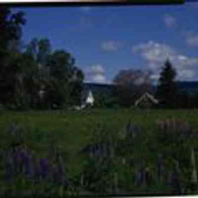 Lupines in Randolph, NH