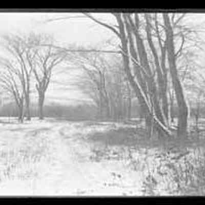 Snowy Field
