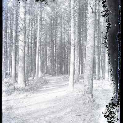 Path in the Woods