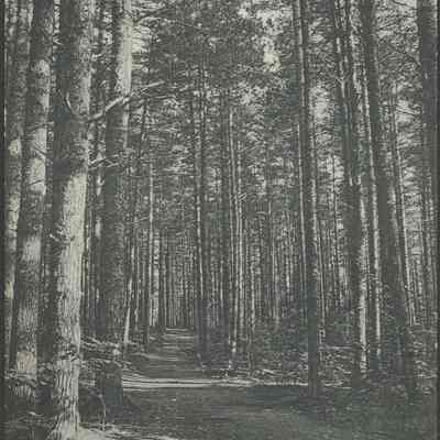 Cathedral Woods, Intervale, N.H.