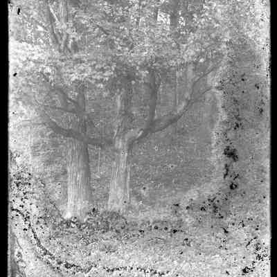 Trees