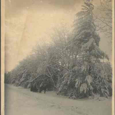 Snow Covered Trees